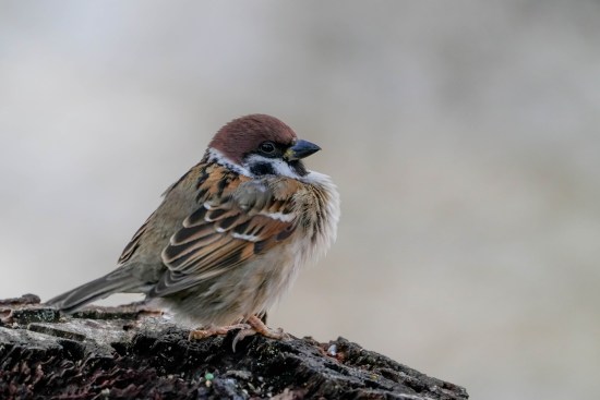 sparrow